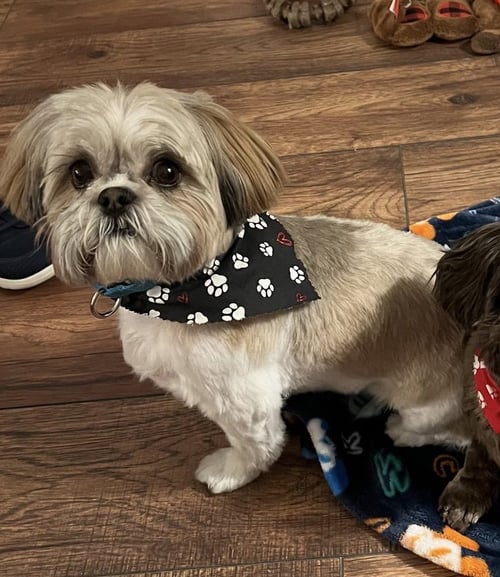 LIL DICKENS CP - Shih Tzu available for adoption