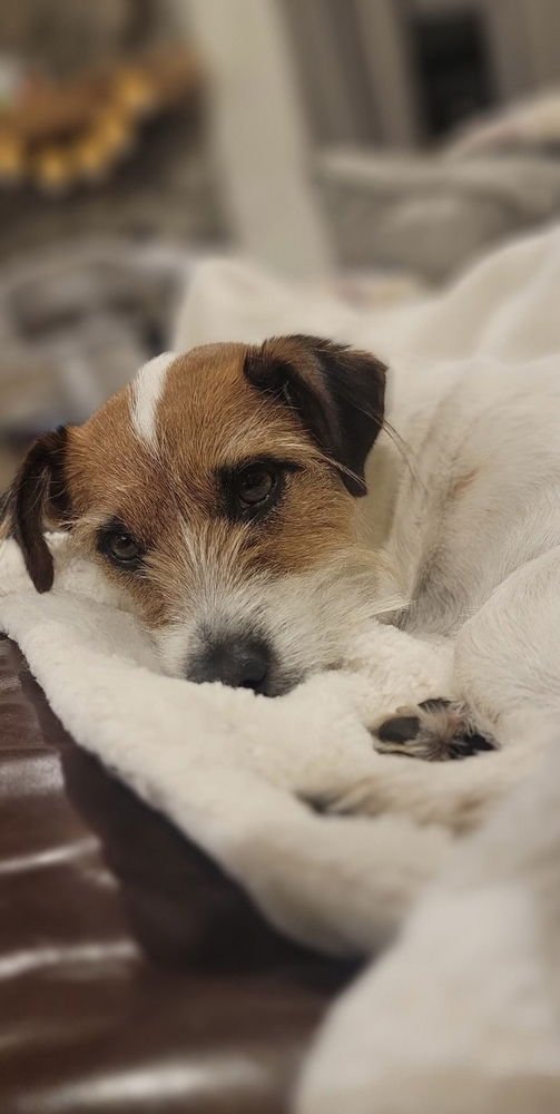 RUBY JEAN ~ - Jack Russell Terrier available for adoption