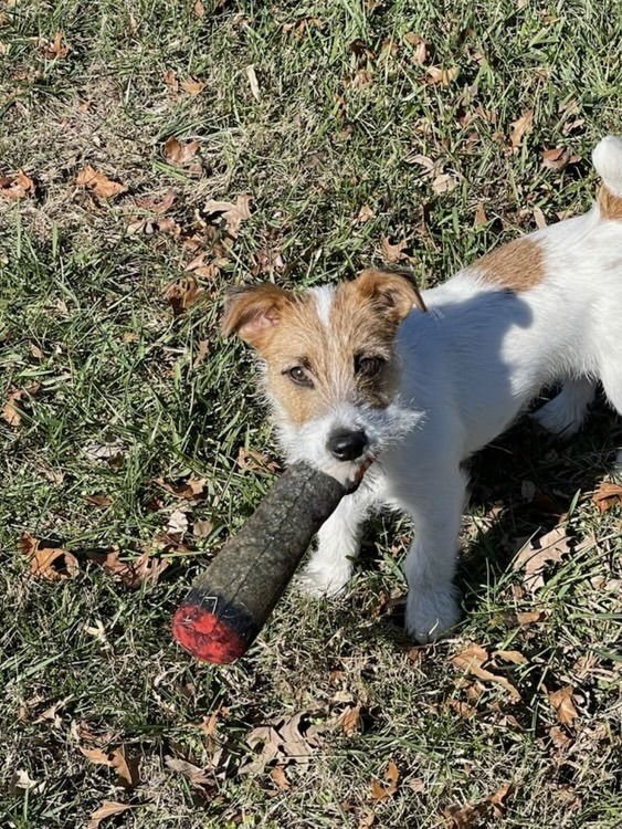 RUBY JEAN ~ - Jack Russell Terrier available for adoption