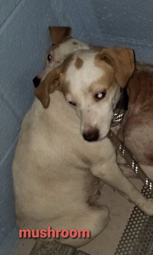 MUSHROOM* - Jack Russell Terrier / Beagle available for adoption