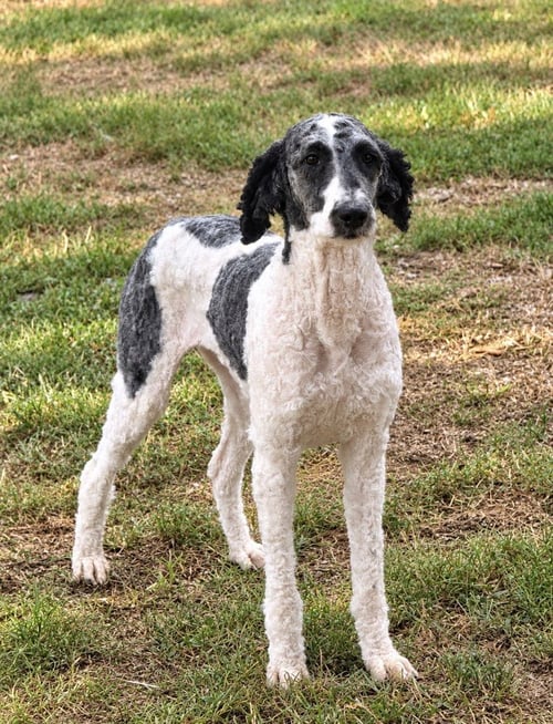 SARI - Poodle (unknown type) available for adoption