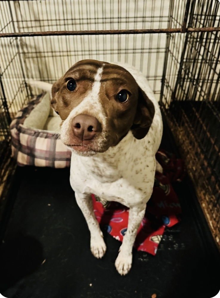 LUCY* - Pointer available for adoption