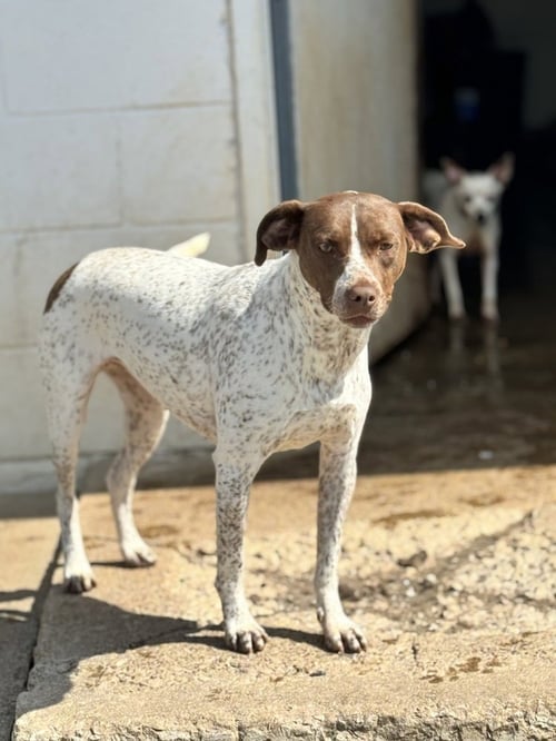 LUCY* - Pointer available for adoption