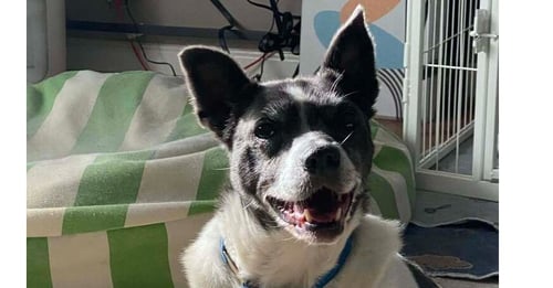 SHADOW ~ - Terrier available for adoption