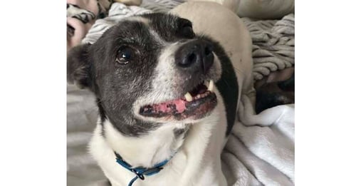 SHADOW ~ - Terrier available for adoption