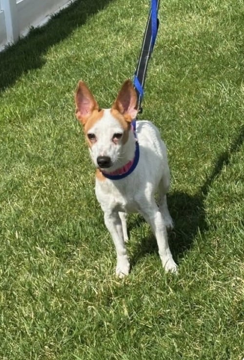 BODDIE - Terrier / Jack Russell Terrier available for adoption