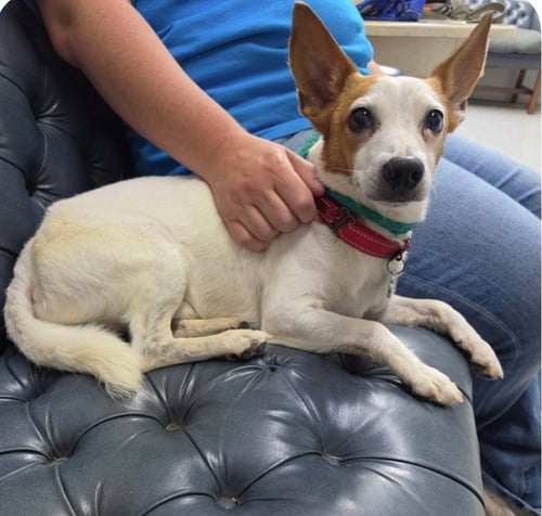 BODDIE - Terrier / Jack Russell Terrier available for adoption