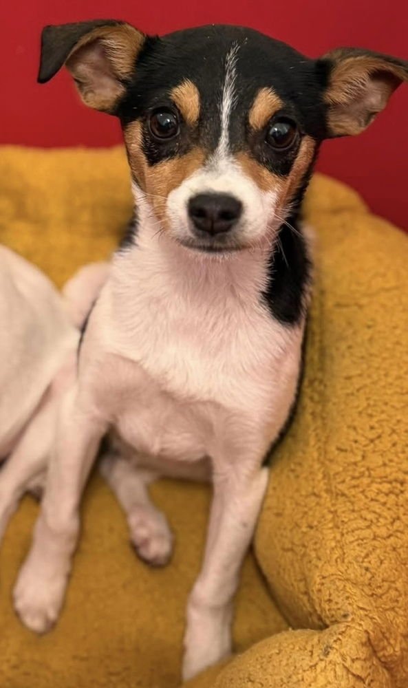 JILLY BEAN ~ - Rat Terrier available for adoption