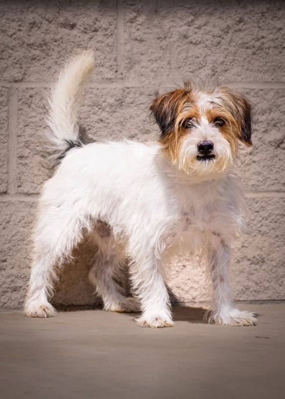 SNOOPY* - Jack Russell Terrier available for adoption