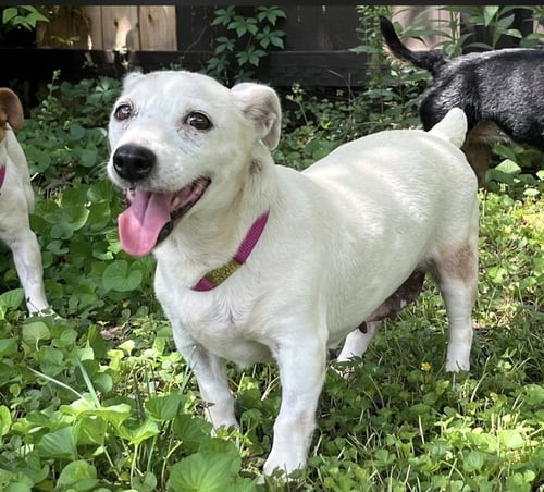 ESME~ - Jack Russell Terrier available for adoption