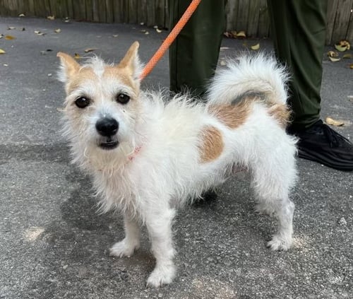 MONTY * - Jack Russell Terrier available for adoption