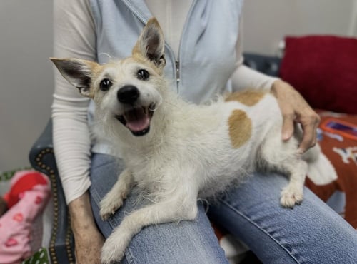 MONTY * - Jack Russell Terrier available for adoption