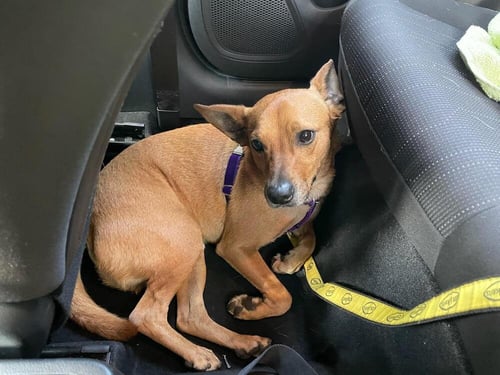 MAX JR * - Terrier available for adoption