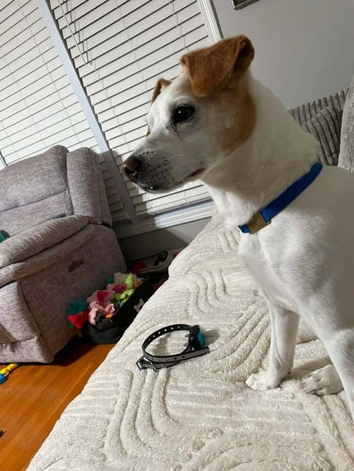 LUCKY + DD~ - Parson Russell Terrier available for adoption