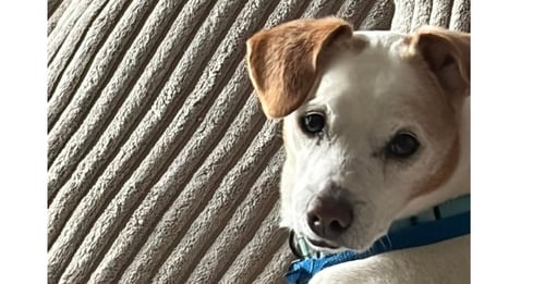 LUCKY + DD~ - Parson Russell Terrier available for adoption