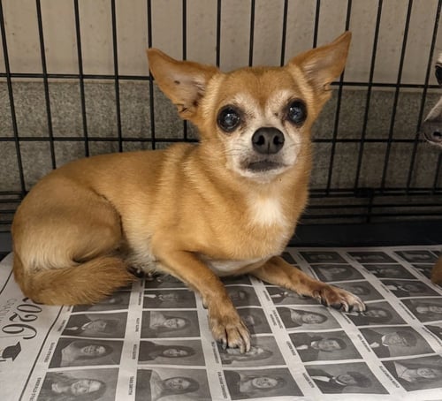 CRICKET - Chihuahua available for adoption