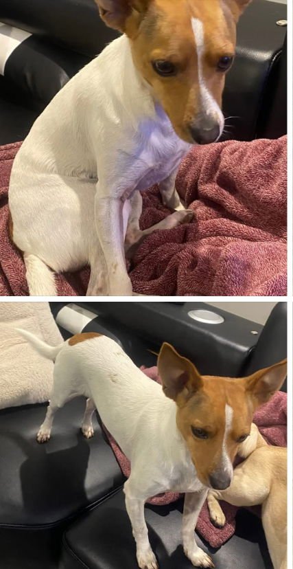 BOBBY DD - Chihuahua / Dachshund available for adoption