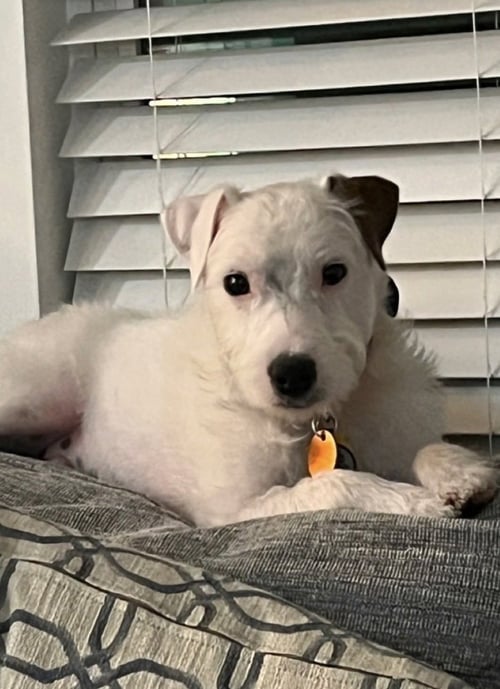 CJ - CP - Irish Wolfhound / Jack Russell Terrier available for adoption