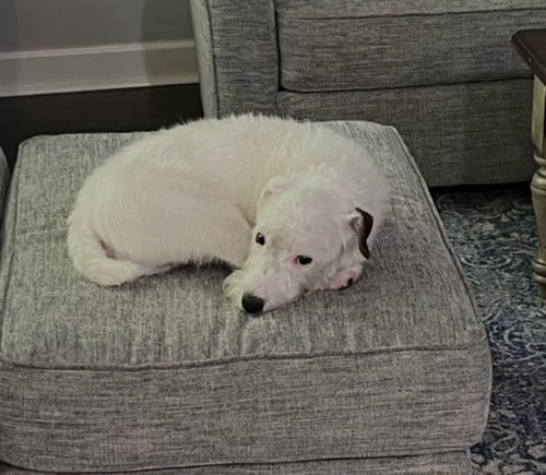 CJ - CP - Irish Wolfhound / Jack Russell Terrier available for adoption