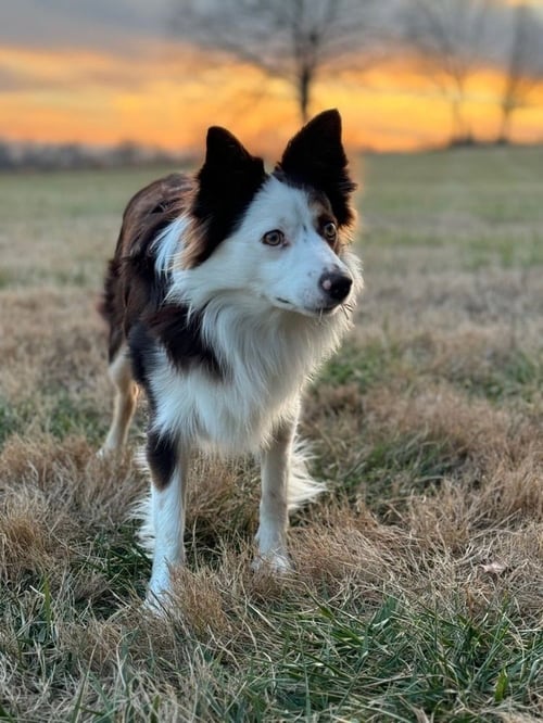 POSSUM - Australian Shepherd available for adoption