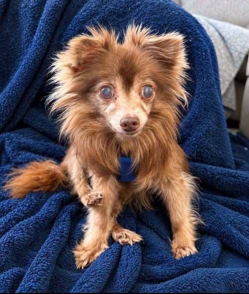 DREW~ - Chihuahua available for adoption