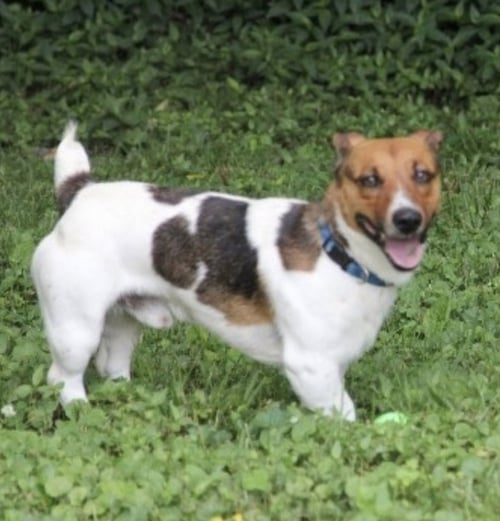 JACK - Jack Russell Terrier available for adoption