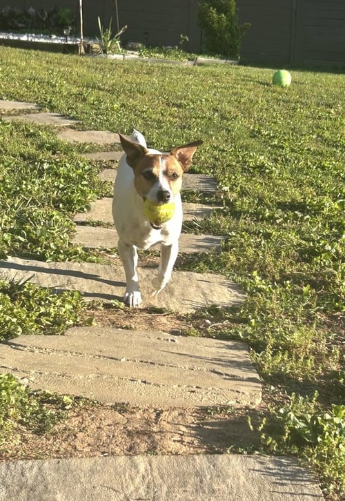 TANNER CP - Parson Russell Terrier available for adoption