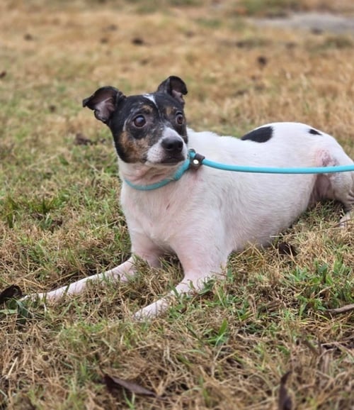 KON+ - Rat Terrier available for adoption