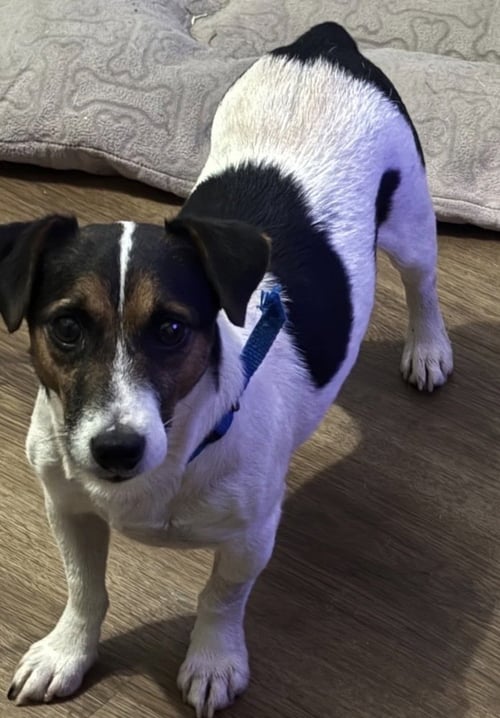 COSMO~ - Jack Russell Terrier available for adoption