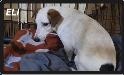 ELI~ - Jack Russell Terrier available for adoption