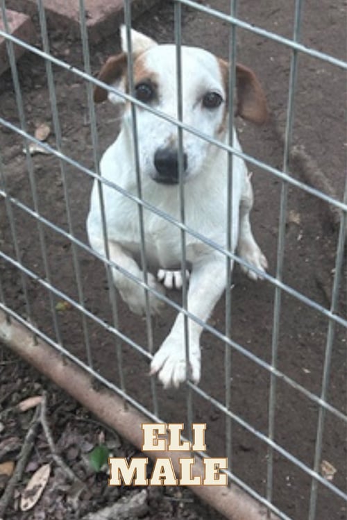 ELI~ - Jack Russell Terrier available for adoption