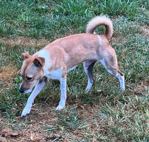 LUCIE* - Jack Russell Terrier available for adoption
