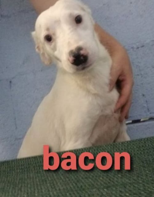 BACON * - Jack Russell Terrier available for adoption