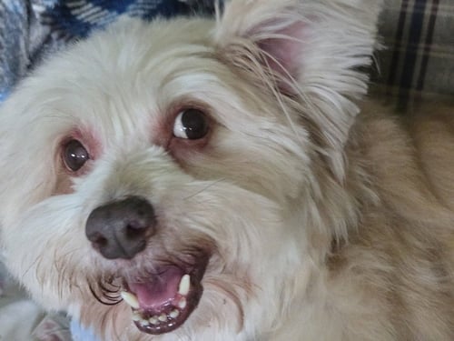 RAFAEL ~ - Cairn Terrier available for adoption
