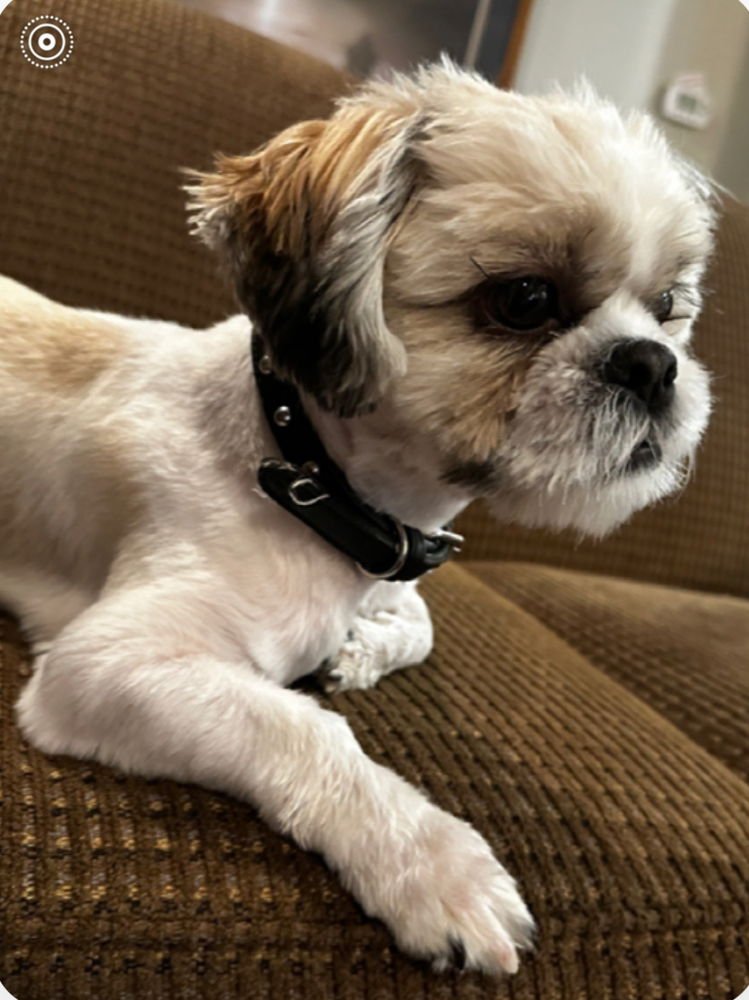 MAX DD - Shih Tzu available for adoption