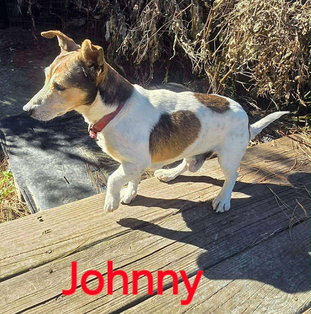 JOHNNY(BONDED WITH TOMMY) - Jack Russell Terrier available for adoption