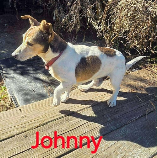 JOHNNY * - Jack Russell Terrier available for adoption