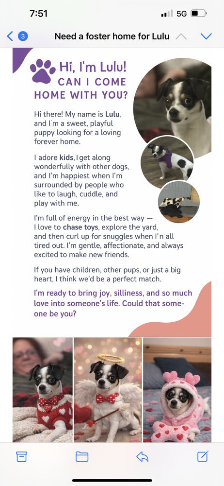 LULU CP - Papillon / Jack Russell Terrier available for adoption