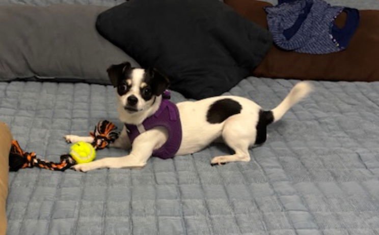 LULU CP - Papillon / Jack Russell Terrier available for adoption
