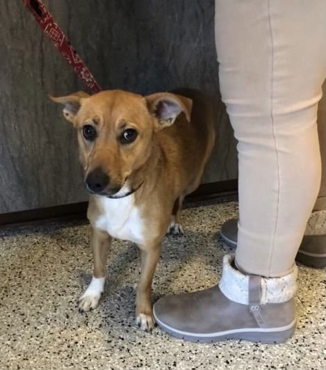 PRECIOUS~ - Terrier available for adoption