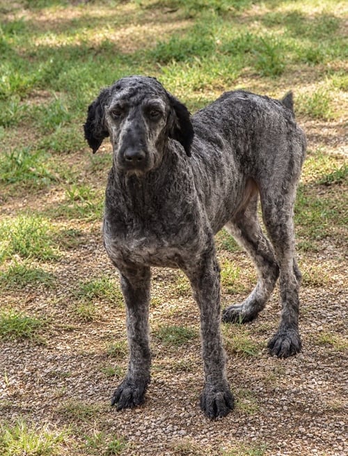 JACO+ - Poodle (unknown type) available for adoption