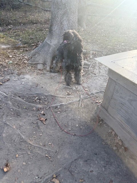 JACO+ - Poodle (unknown type) available for adoption