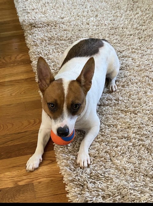TRACKER * - Terrier available for adoption