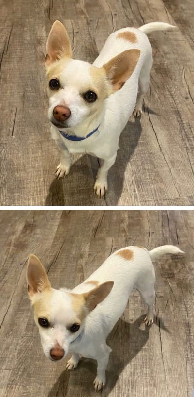 DAVI DD - Chihuahua / Dachshund available for adoption