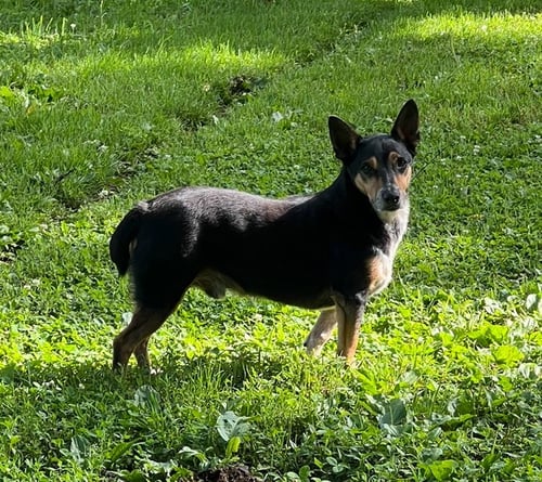 GEORGE* + - Cardigan Welsh Corgi available for adoption