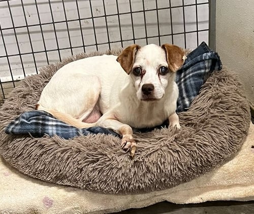 CHICKEN * - Jack Russell Terrier available for adoption