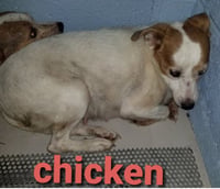 Chicken * - Photo 2