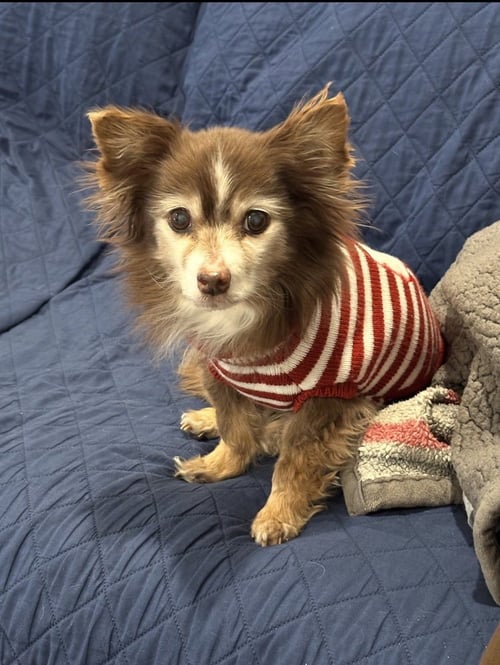 COCO~ - Chihuahua available for adoption