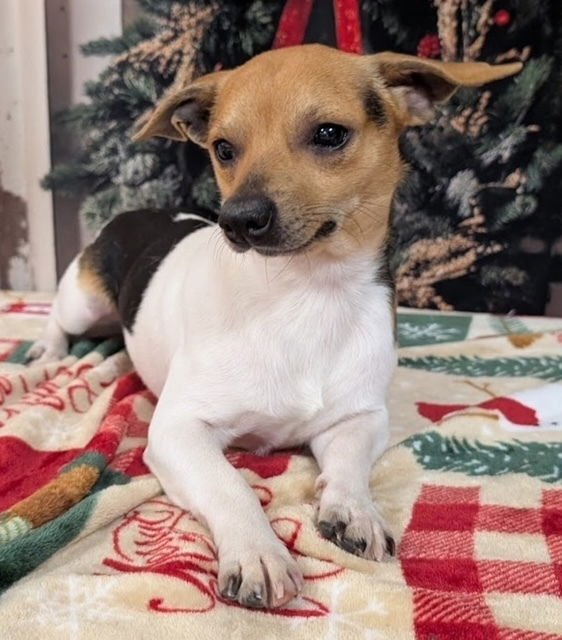 ANTONIO~ - Rat Terrier available for adoption