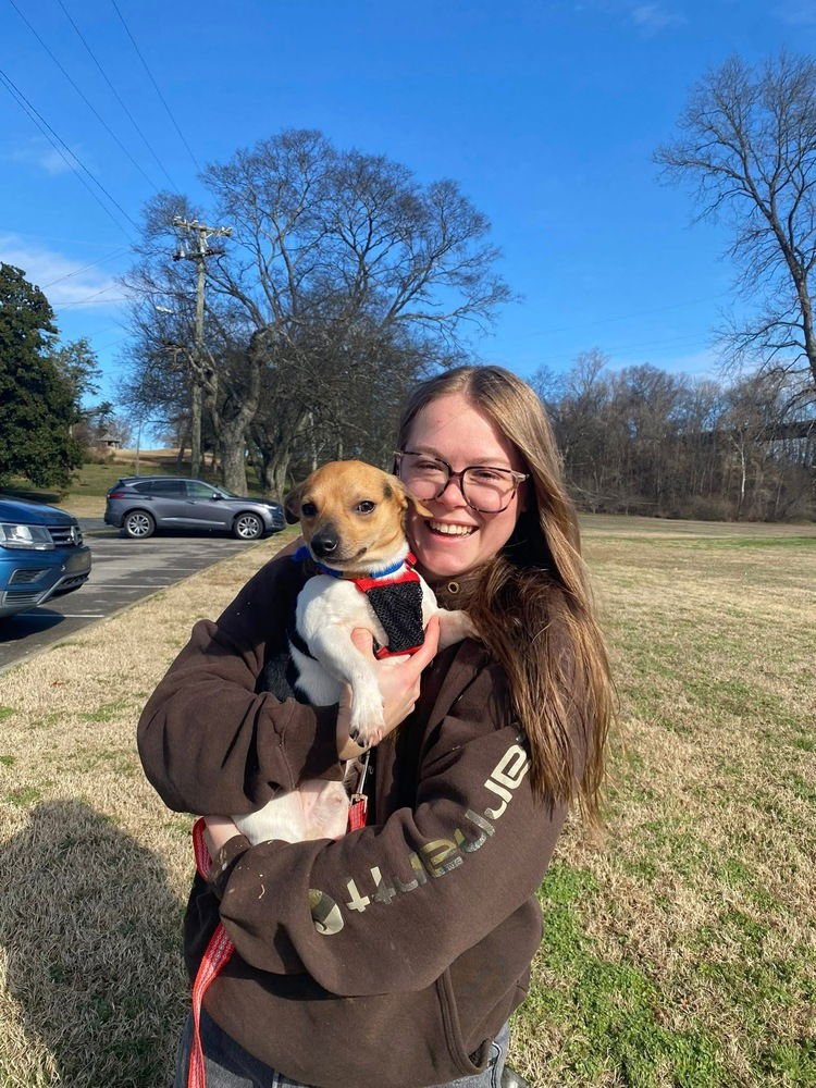 ANTONIO~ - Rat Terrier available for adoption